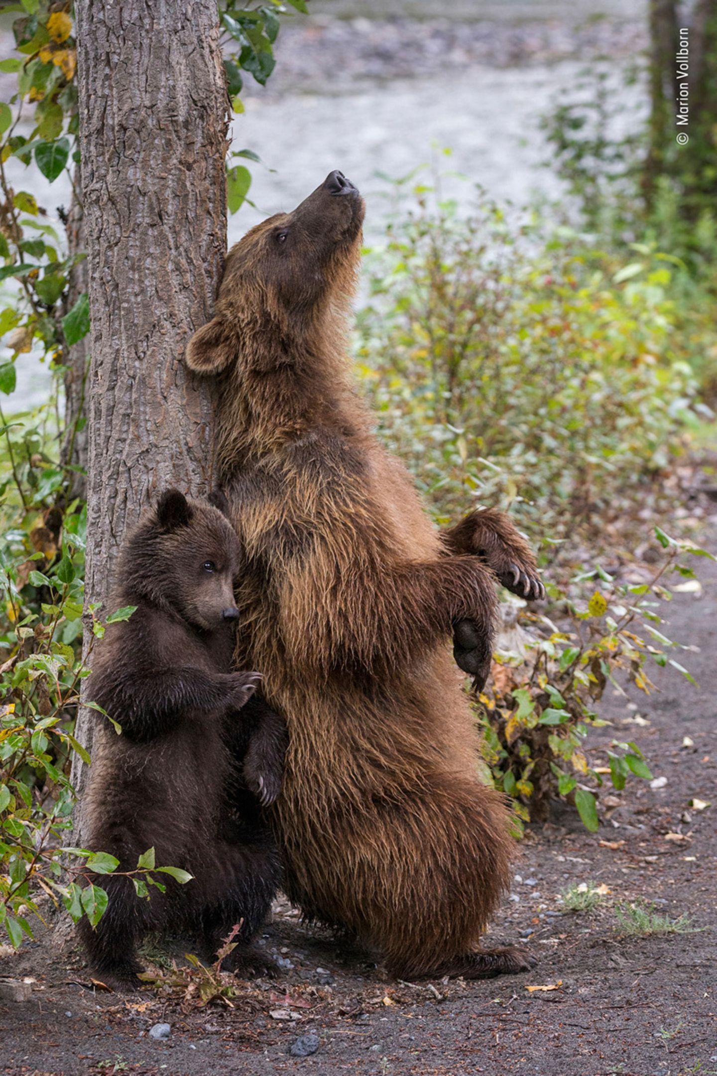 © Marion Volborn - Wildlife Photographer of the Year