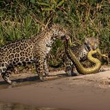 © Michel Zoghzoghi / Wildlife Photographer of the Year