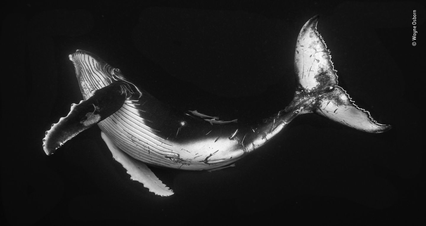 © Wayne Osborn / Wildlife Photographer of the Year © Wayne Osborn / Wildlife Photographer of the Year