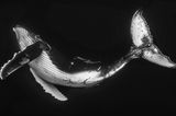© Wayne Osborn / Wildlife Photographer of the Year