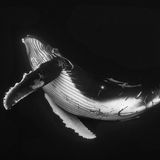 © Wayne Osborn / Wildlife Photographer of the Year