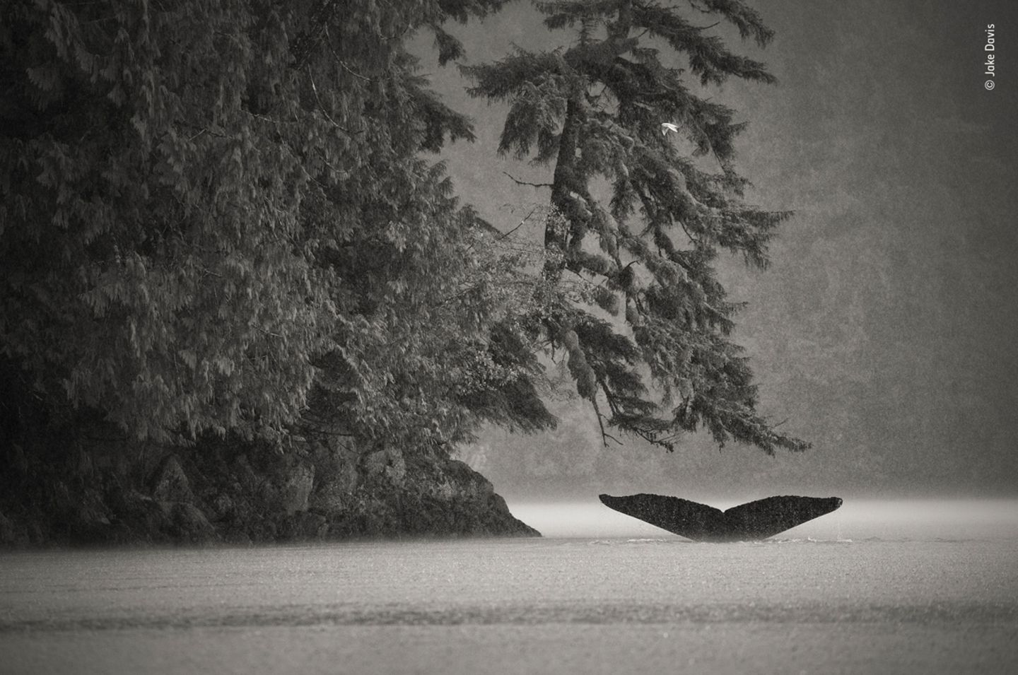 © Jake Davis / Wildlife Photographer of the Year © Jake Davis / Wildlife Photographer of the Year