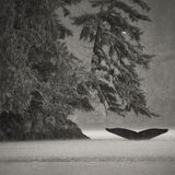 © Jake Davis / Wildlife Photographer of the Year