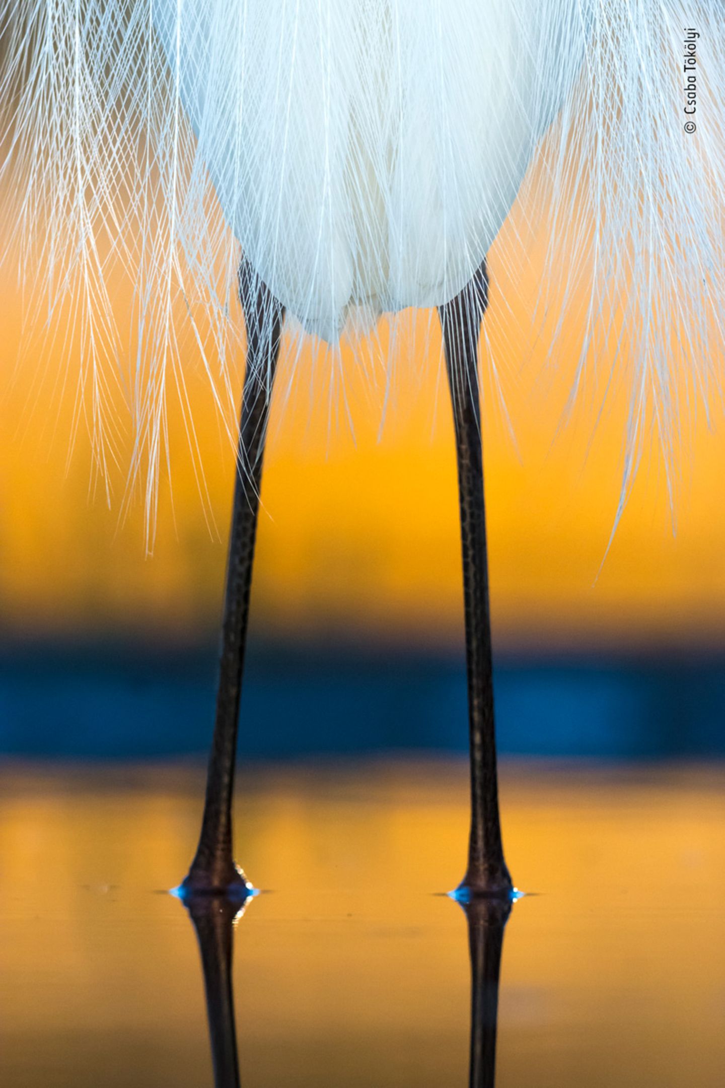 © Csaba Tökölyi / Wildlife Photographer of the Year © Csaba Tökölyi / Wildlife Photographer of the Year