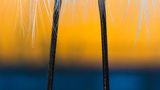 © Csaba Tökölyi / Wildlife Photographer of the Year