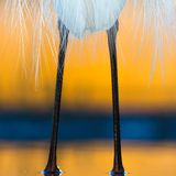 © Csaba Tökölyi / Wildlife Photographer of the Year