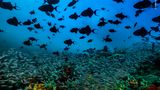 © David Doubilet / Wildlife Photographer of the Year