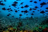 © David Doubilet / Wildlife Photographer of the Year