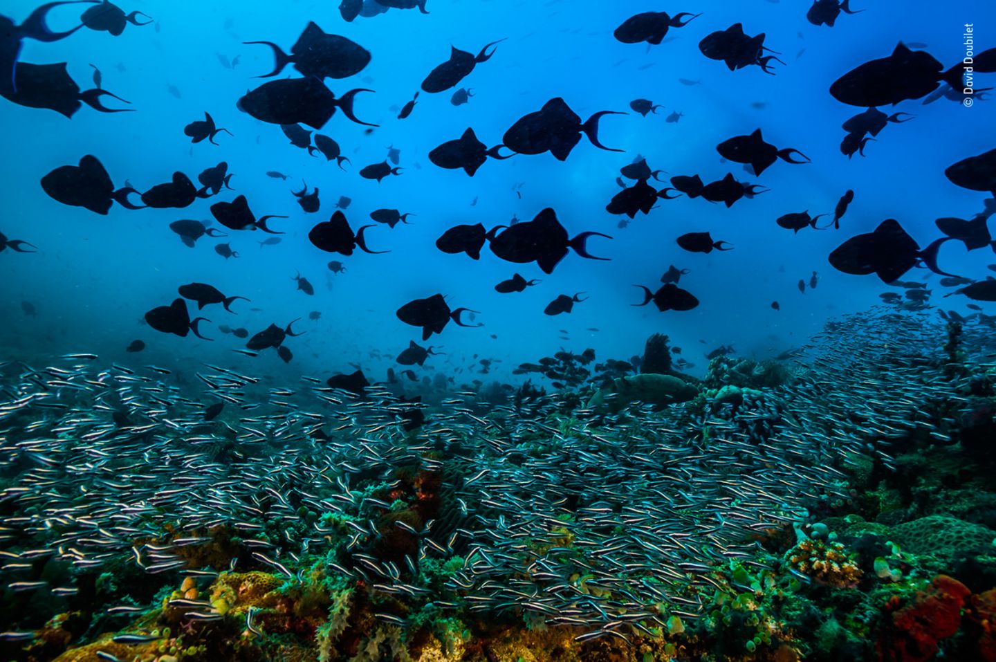 © David Doubilet / Wildlife Photographer of the Year © David Doubilet / Wildlife Photographer of the Year
