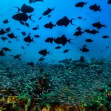 © David Doubilet / Wildlife Photographer of the Year