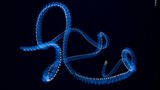 © Angel Fitor - Wildlife Photographer of the Year