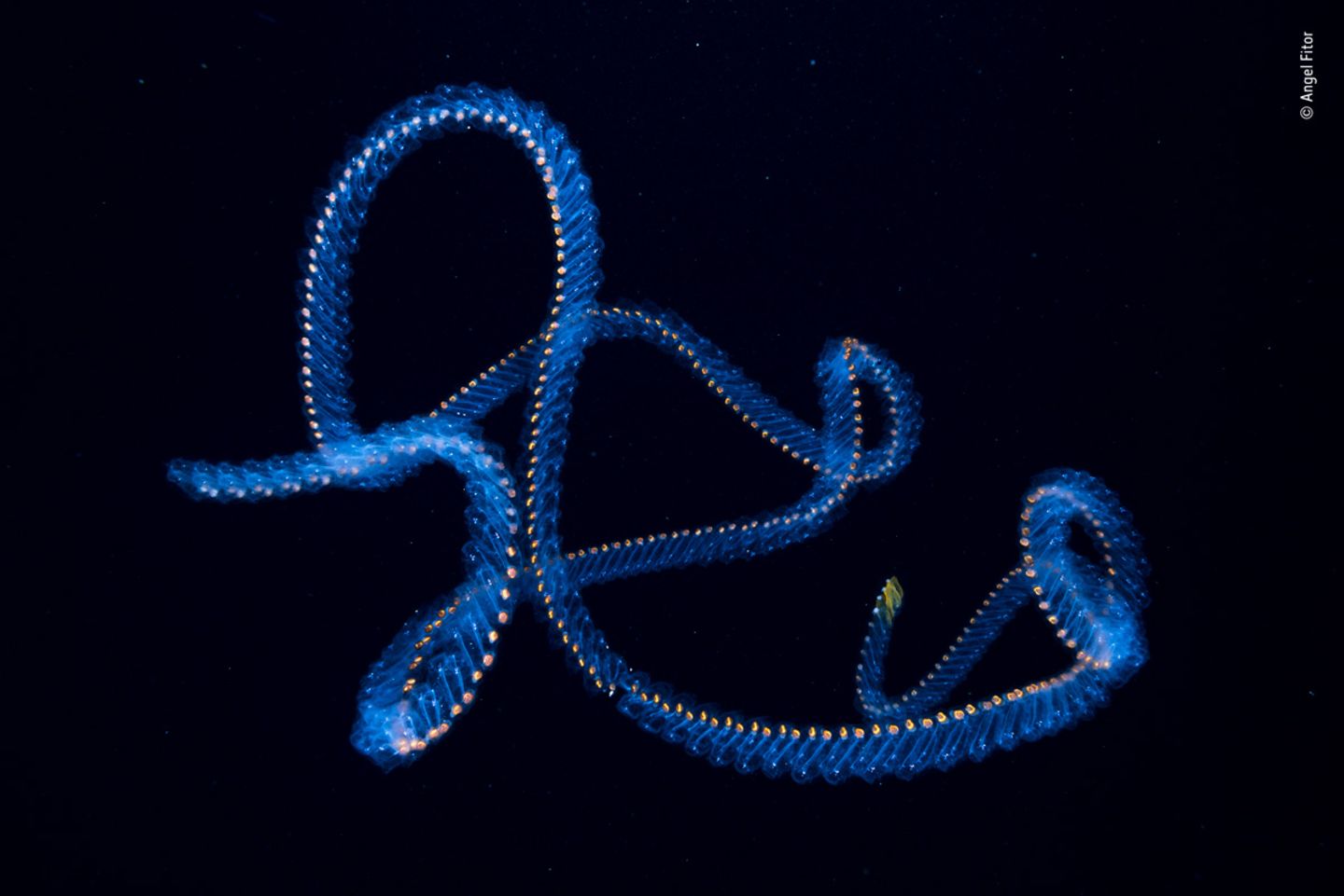 © Angel Fitor - Wildlife Photographer of the Year © Angel Fitor - Wildlife Photographer of the Year
