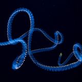 © Angel Fitor - Wildlife Photographer of the Year