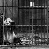 © Marcus Westberg / Wildlife Photographer of the Year