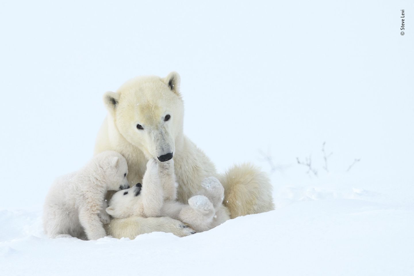 © Steve Levi - Wildlife Photographer of the Year © Steve Levi / Wildlife Photographer of the Year