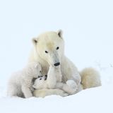 © Steve Levi / Wildlife Photographer of the Year