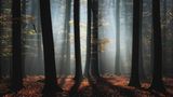 Novemberwald
