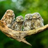 junge Steinkäuze im Münsterland