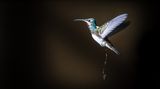 Kolibri beim Pinkeln