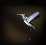 Kolibri beim Pinkeln