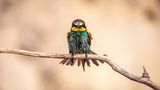 Bienenfresser