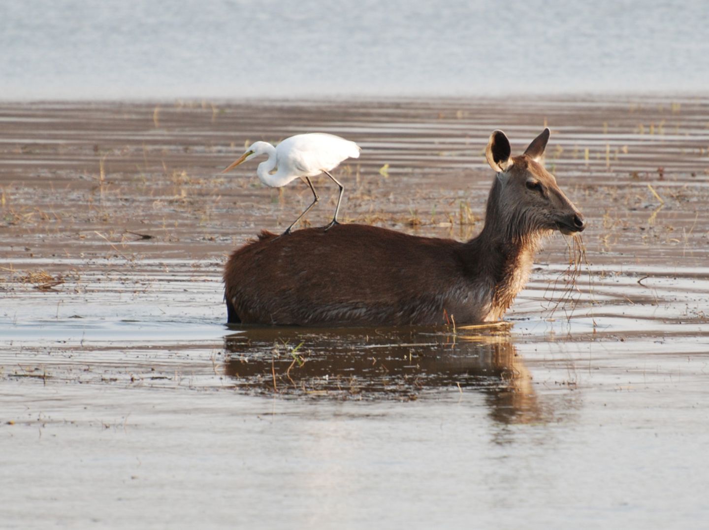 Silberreiher reitet auf Sambar-Hirsch