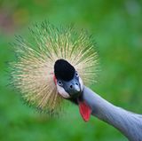 Iguazu Wasserfälle , Brasilien