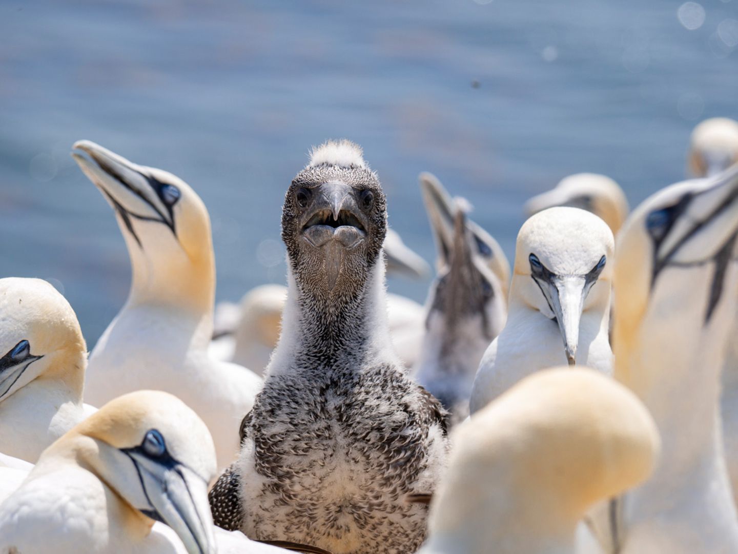 Schräge Vögel: Die lustigsten Vogelfotos unserer Leser - Bild 8 Basstölpel
