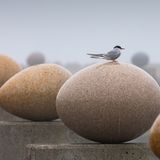 Größenwahnsinnige Seeschwalbe