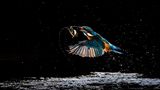 Eisvogel
