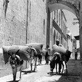 Wie seit Jahrhunderten schleppen Esel und Maultiere die Lasten durch die schmalen Straßen der Altstadt