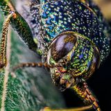 GEO Jahresrückblick: Die 50 beeindruckendsten Bilder des Jahres - Bild 4