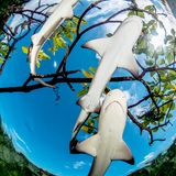 GEO Jahresrückblick: Die 50 beeindruckendsten Bilder des Jahres - Bild 13