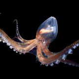 GEO Jahresrückblick: Die 50 beeindruckendsten Bilder des Jahres - Bild 28