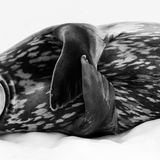 GEO Jahresrückblick: Die 50 beeindruckendsten Bilder des Jahres - Bild 42