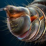 GEO Jahresrückblick: Die 50 beeindruckendsten Bilder des Jahres - Bild 47