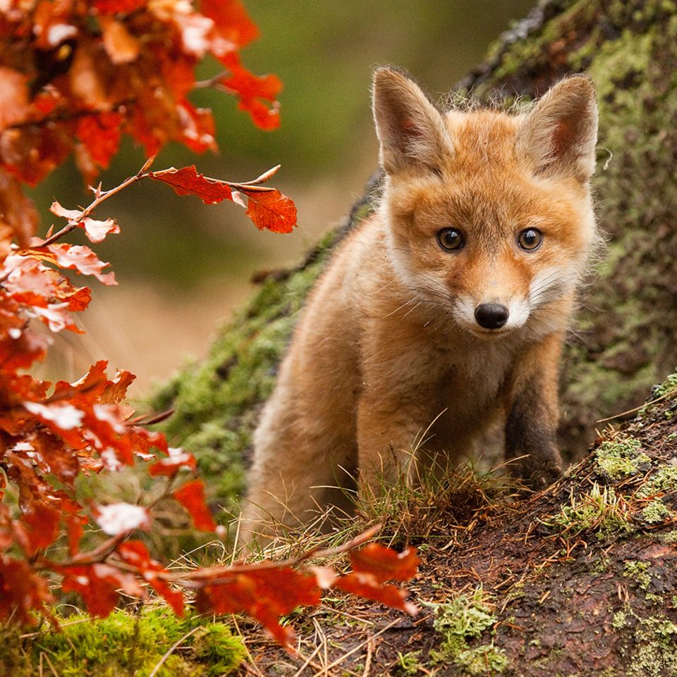 Quiz - Waldtiere