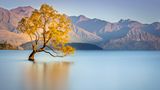 Baum bei Wanaka