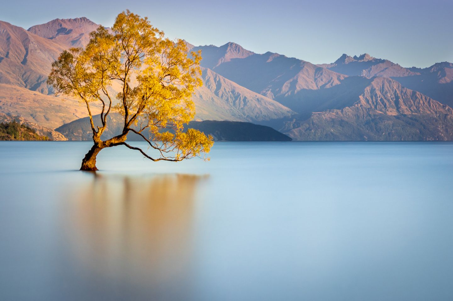Baum bei Wanaka