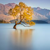 Baum bei Wanaka