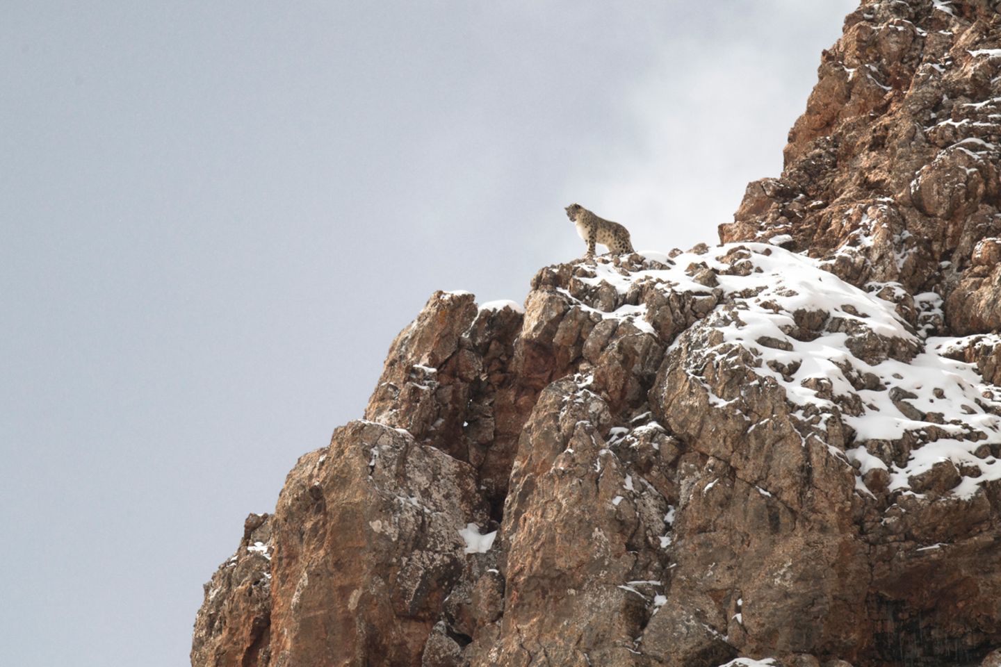 Schneeleoparden blicken, wie Hauskatzen, gern von oben herab