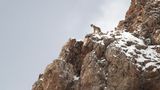 Schneeleoparden blicken, wie Hauskatzen, gern von oben herab