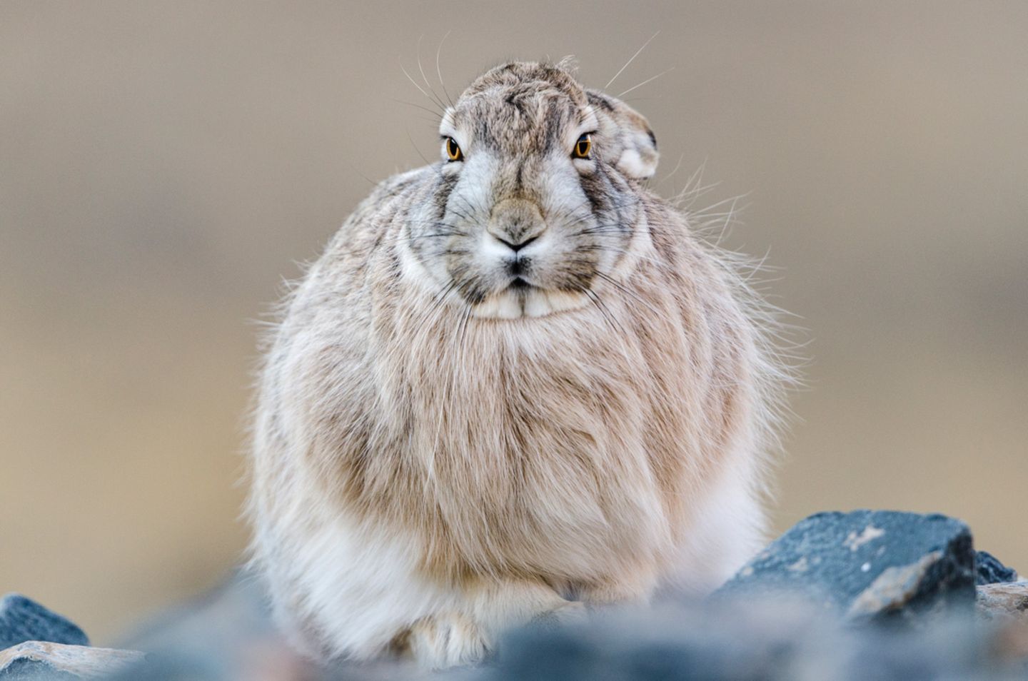 Sie erlegen kleinere Tiere wie Tibetische Wollhasen