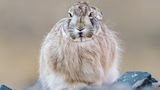 Sie erlegen kleinere Tiere wie Tibetische Wollhasen