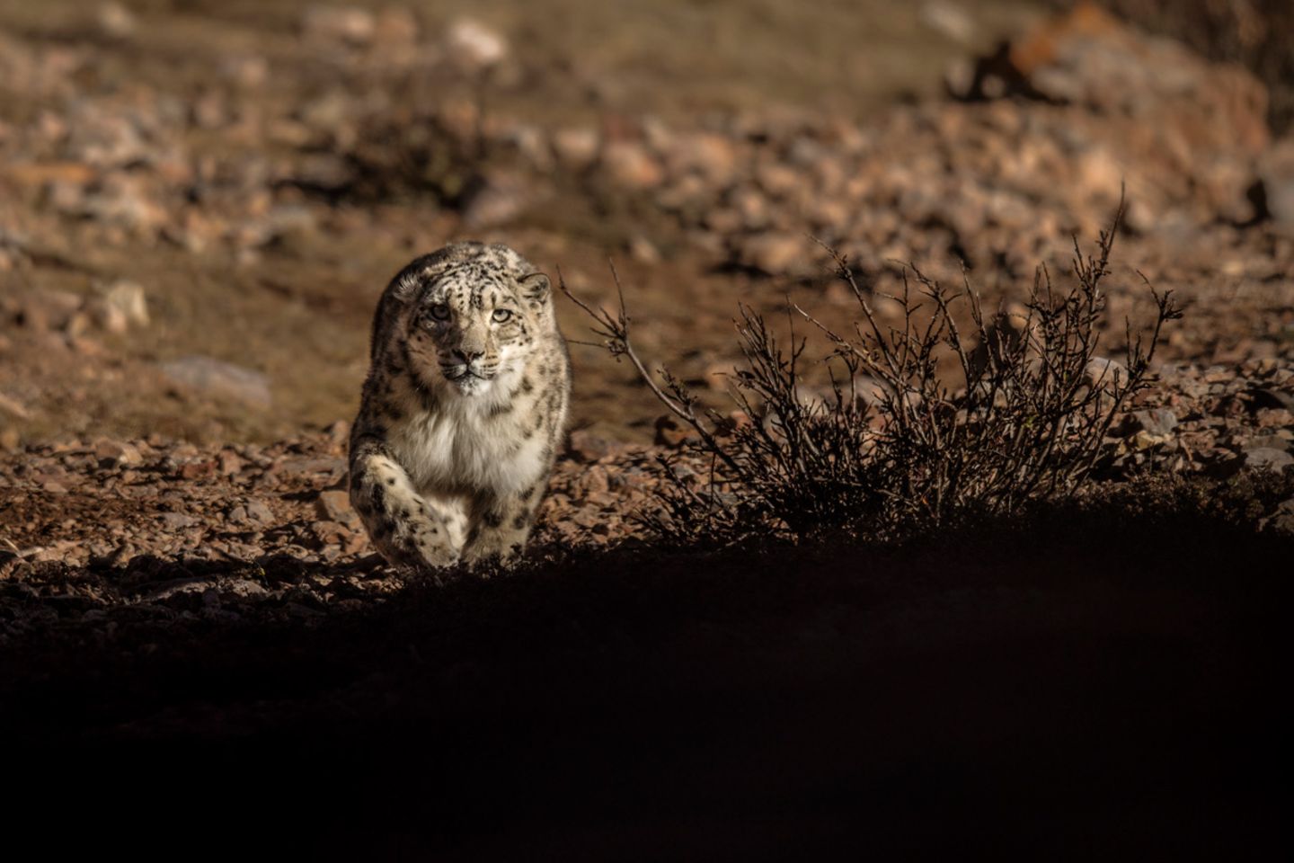 Schneeleoparden: Ein Fotograf auf der Spur der scheuen Geisterkatzen - Bild 8 Die Katzen lauern in einem Hinterhalt, pirschen sich an die Beute heran