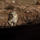 Die Katzen lauern in einem Hinterhalt, pirschen sich an die Beute heran