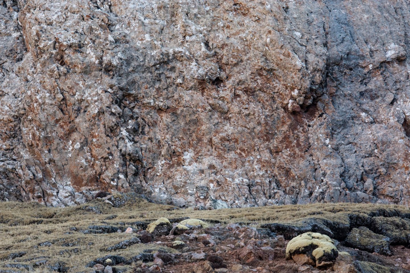 Schneeleoparden: Ein Fotograf auf der Spur der scheuen Geisterkatzen - Bild 10 Schneeleopard