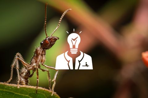 Herr Faktencheck: Von Stichen und Vulkanen
