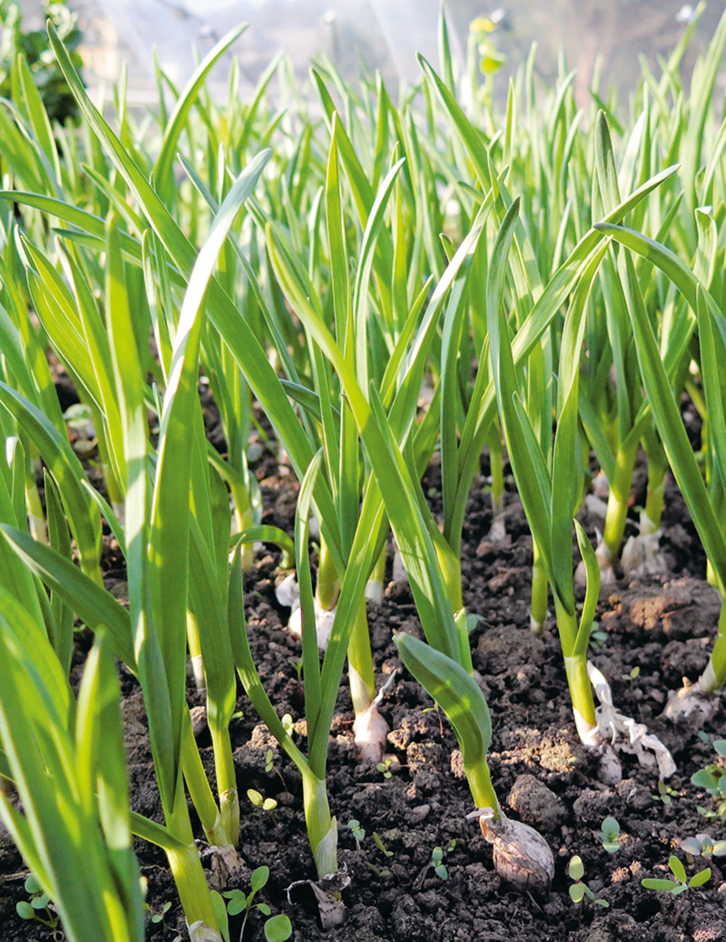 Knoblauchsprossen
