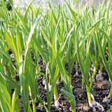 Knoblauchsprossen